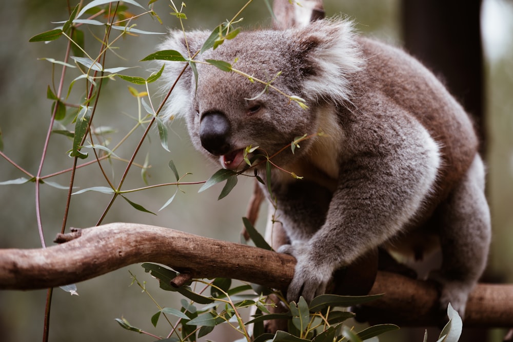 koala bear on brown tree branch during daytime