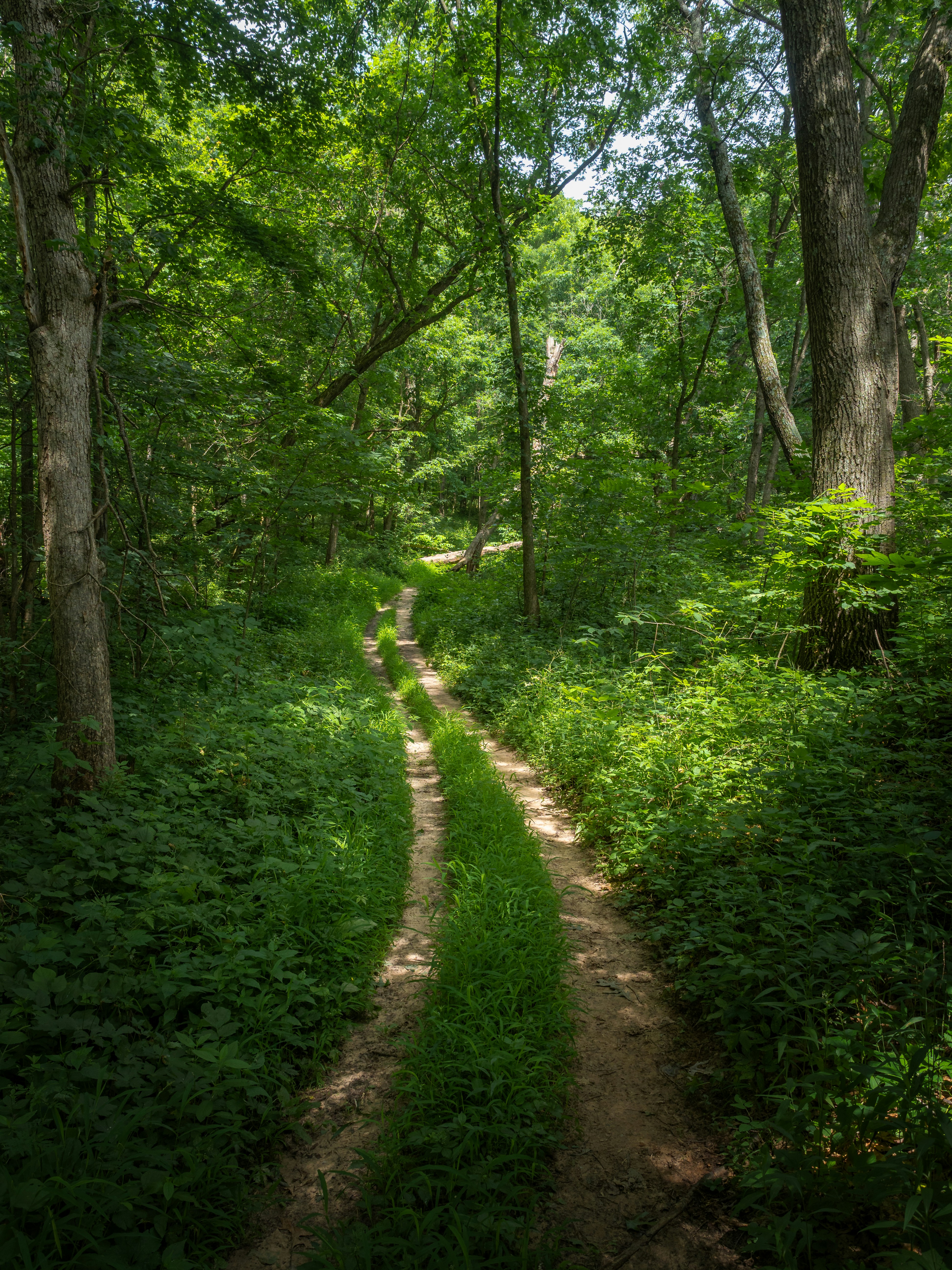 green grass and trees during daytime