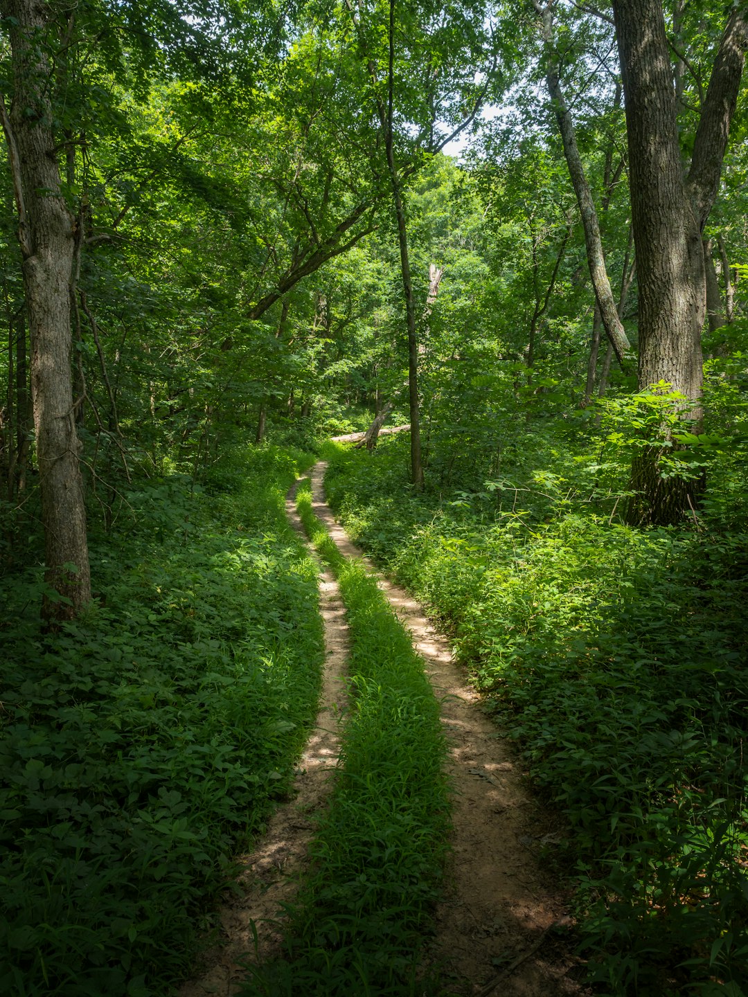 green grass and trees during daytime