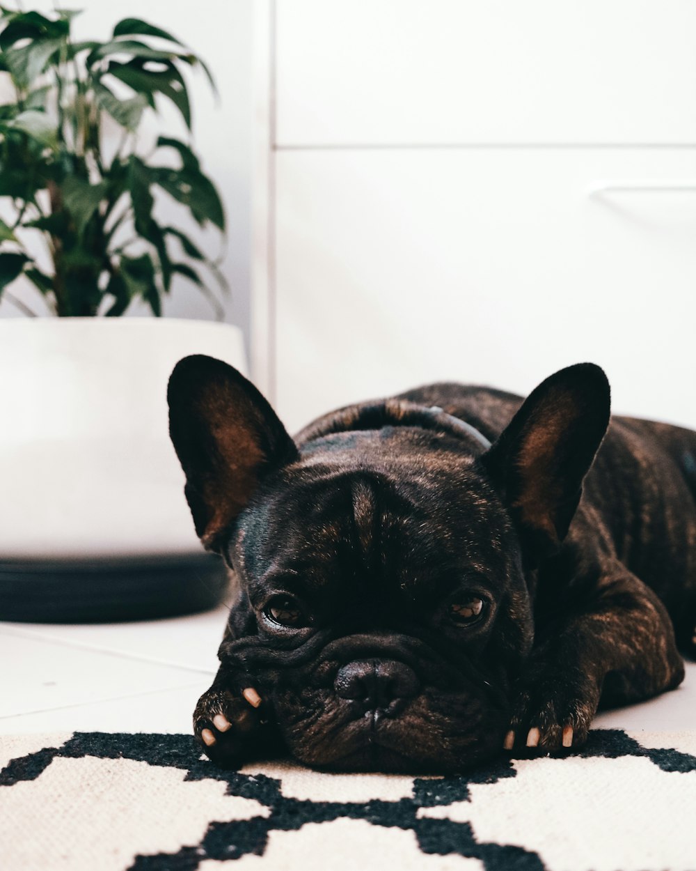 black french bulldog puppy on black and white area rug