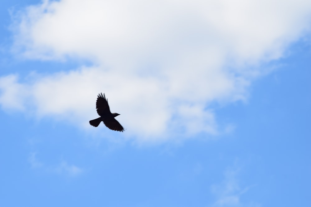 black bird flying under blue sky during daytime