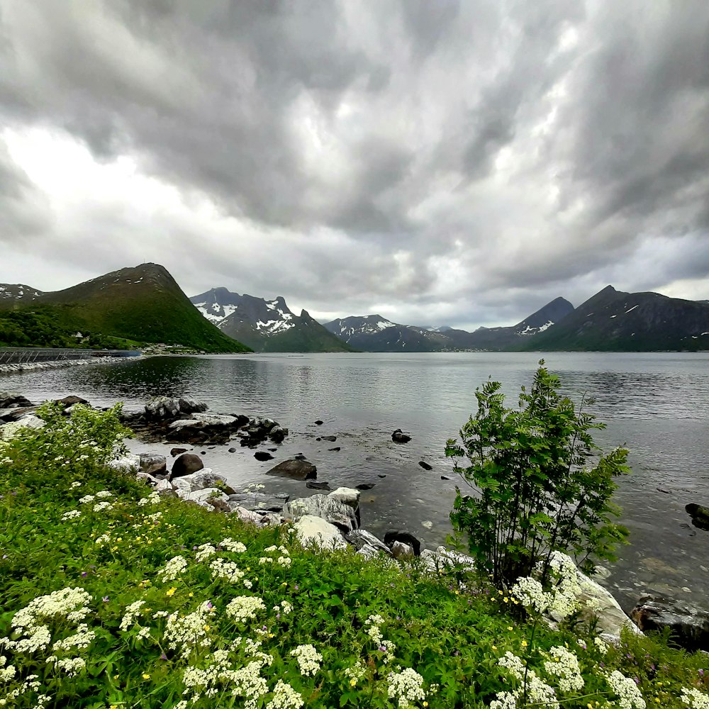 green grass near body of water during daytime