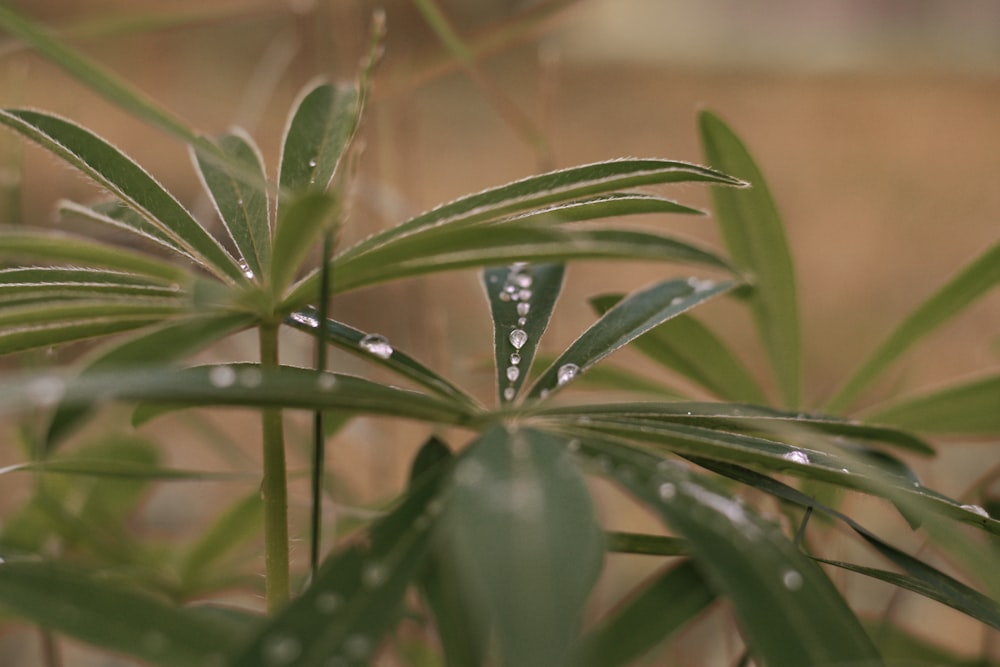 green leaves with water droplets