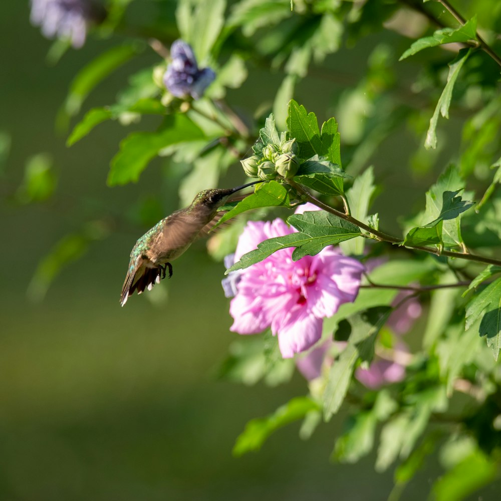 brown bird on purple flower