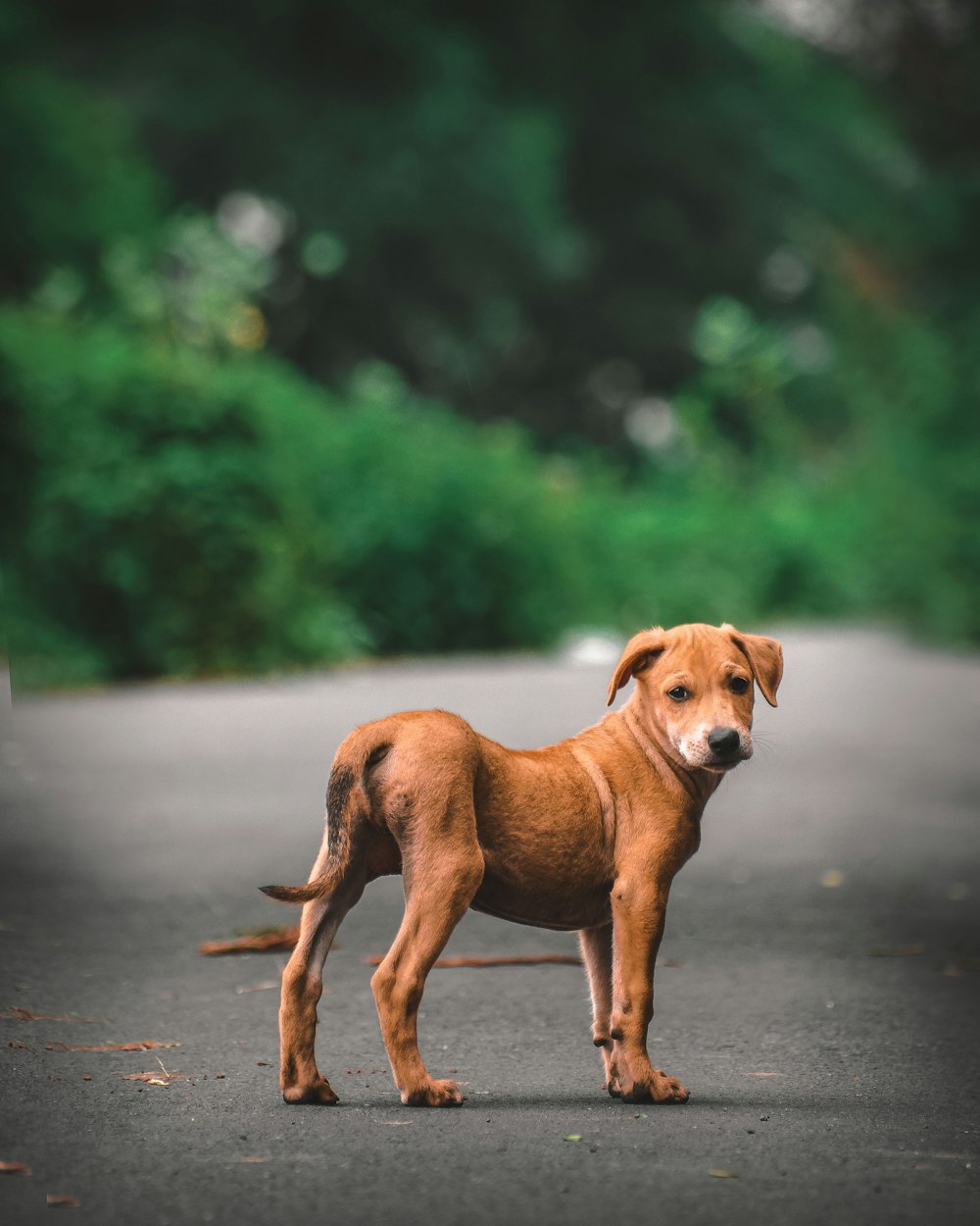 brown short coat medium dog on grey concrete road during daytime