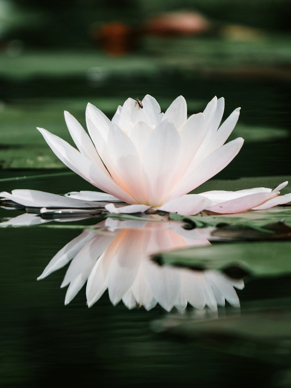 white lotus flower on water