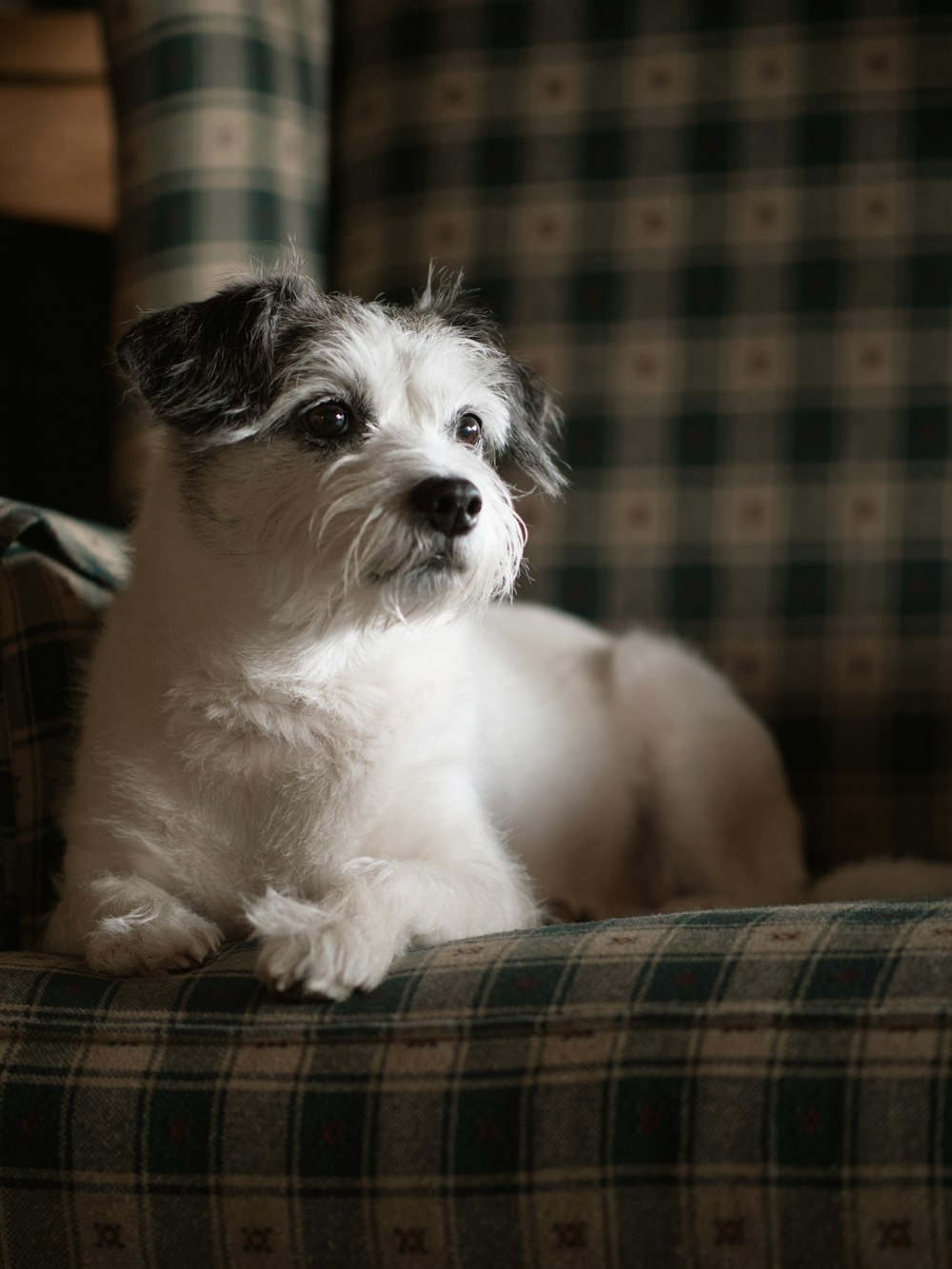 white and black long coated small sized dog on brown and black plaid textile