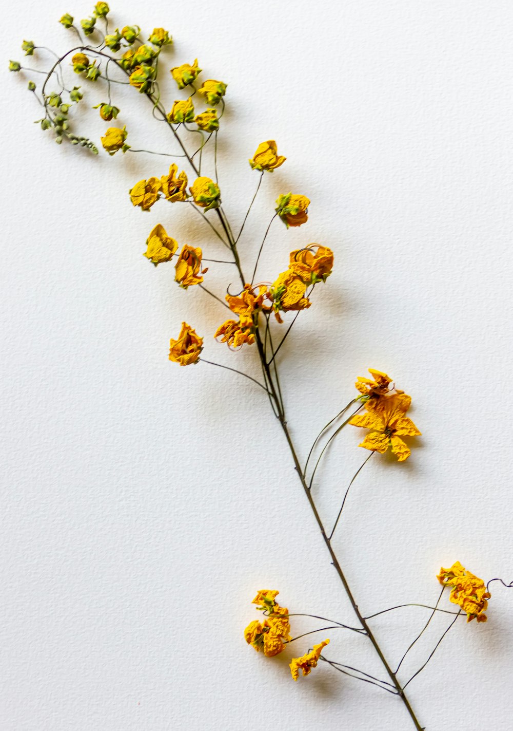 yellow flowers on white wall