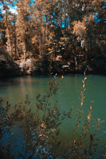 brown dried leaves on body of water during daytime