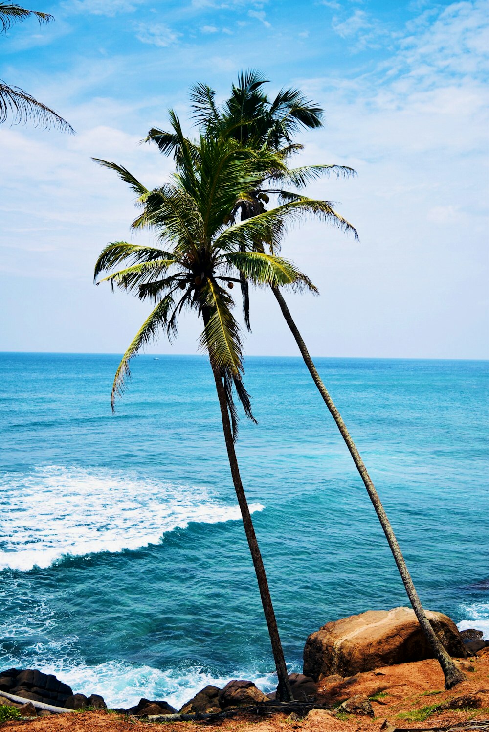 palm tree near body of water during daytime