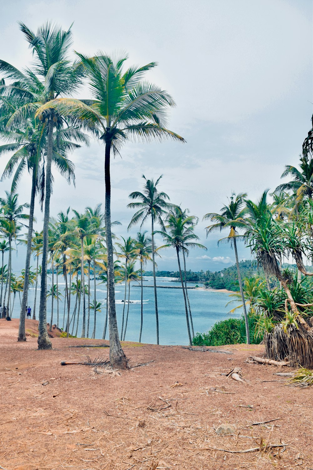 green coconut palm trees near sea during daytime