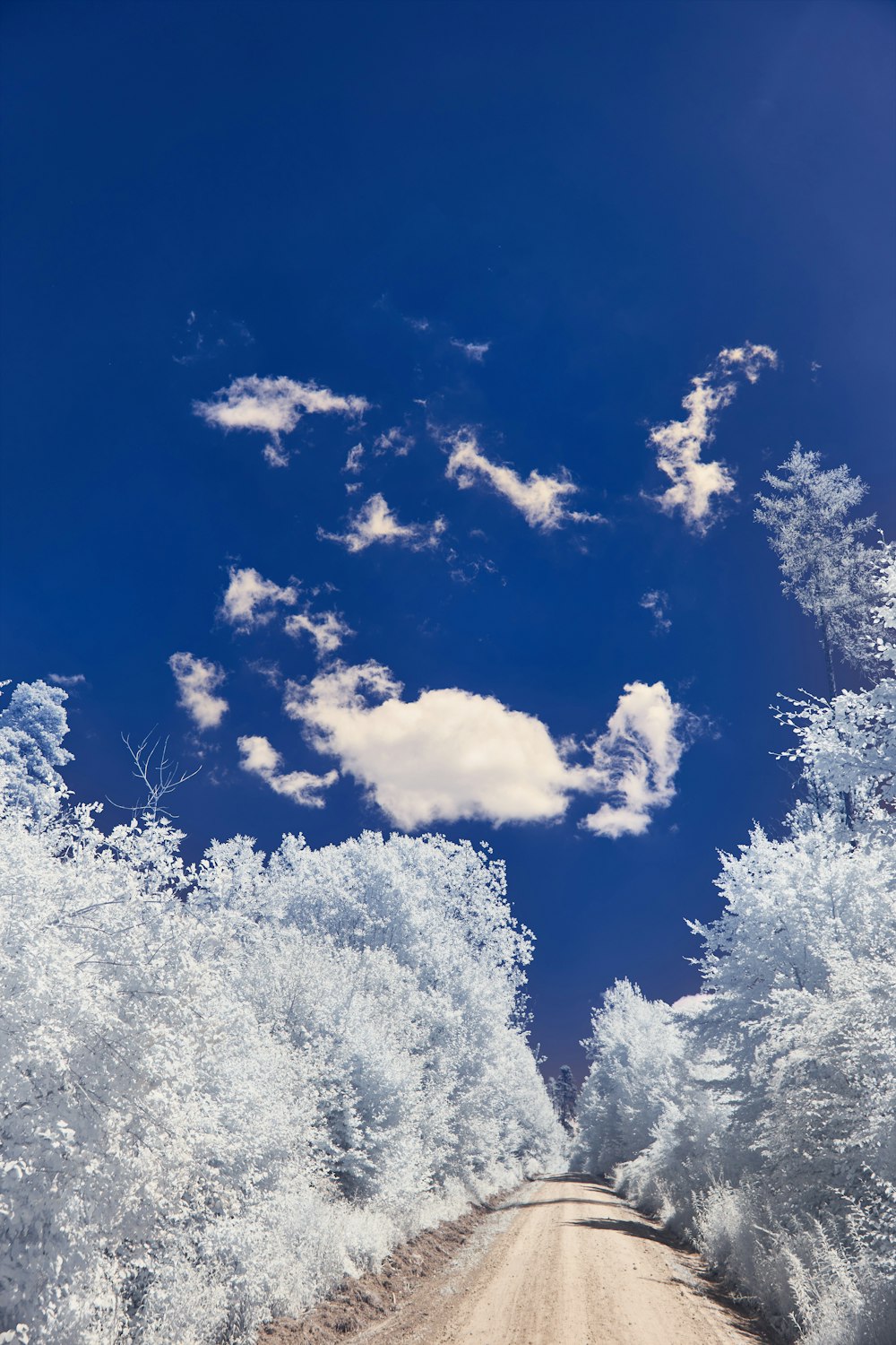 white trees under blue sky during daytime