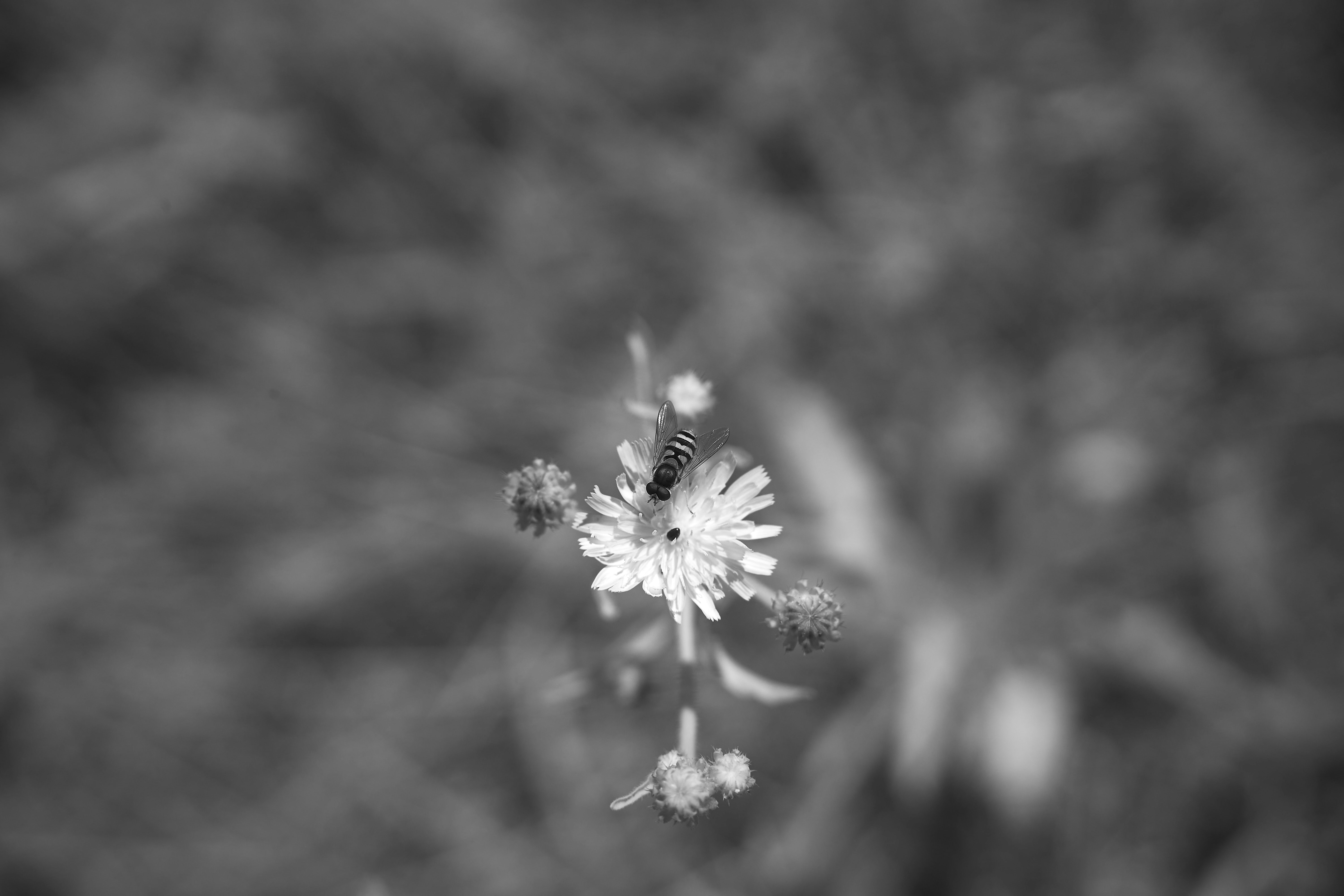 Photo by wolfgang_hasselmann