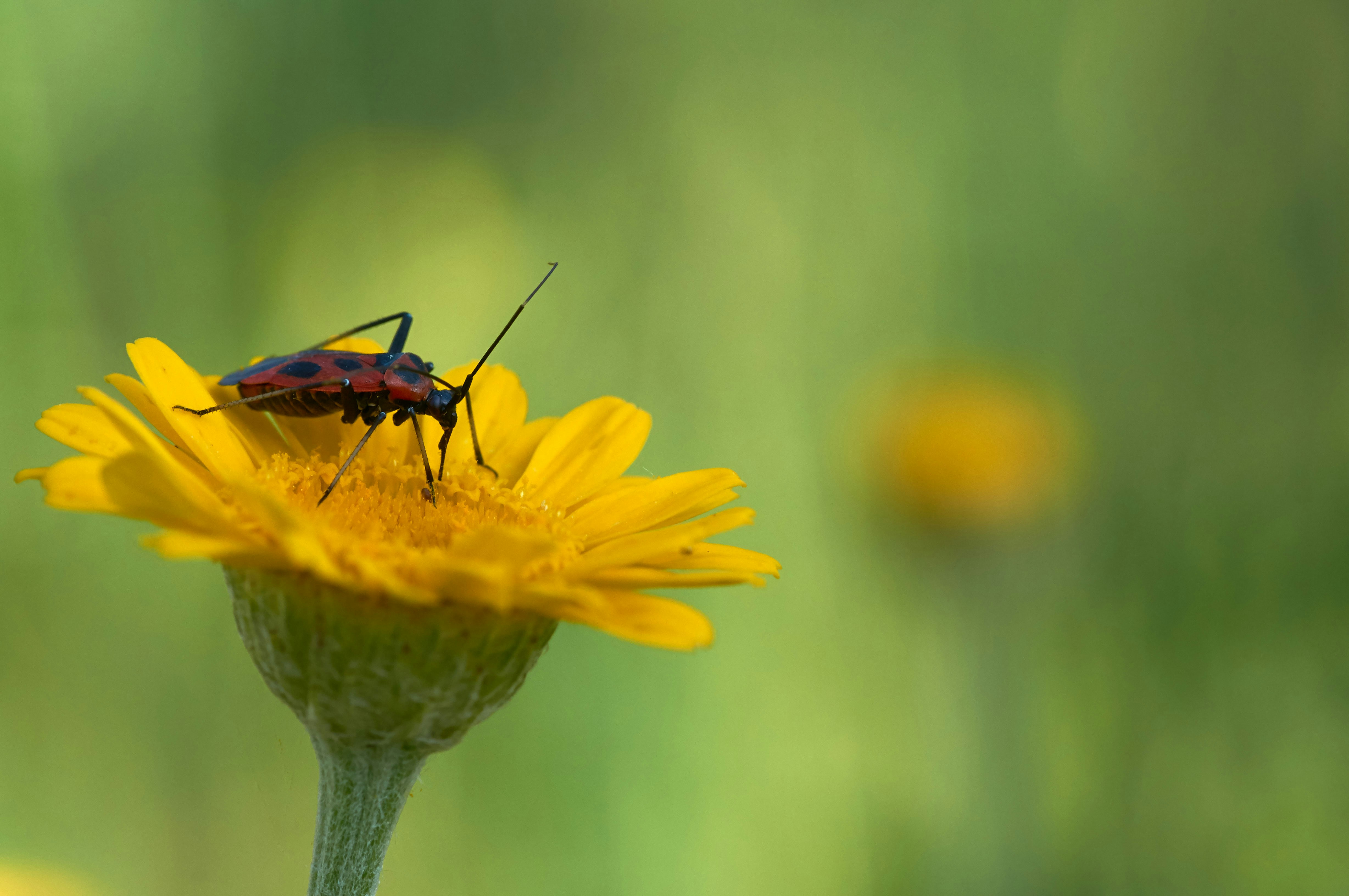 Photo by wolfgang_hasselmann