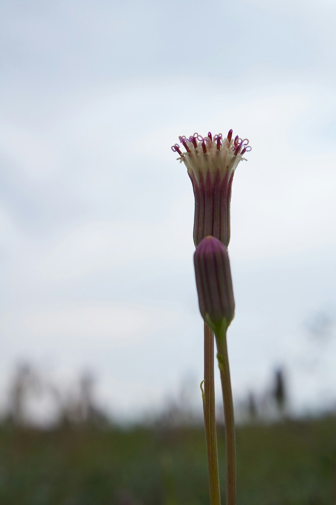 pink flower in macro shot