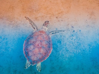 A sea turtle swimming underwater with its flippers extended. The shell of the turtle is a mix of brown and red hues with intricate patterns, while the background shifts from a sandy beige to blue, indicating the water's depth.