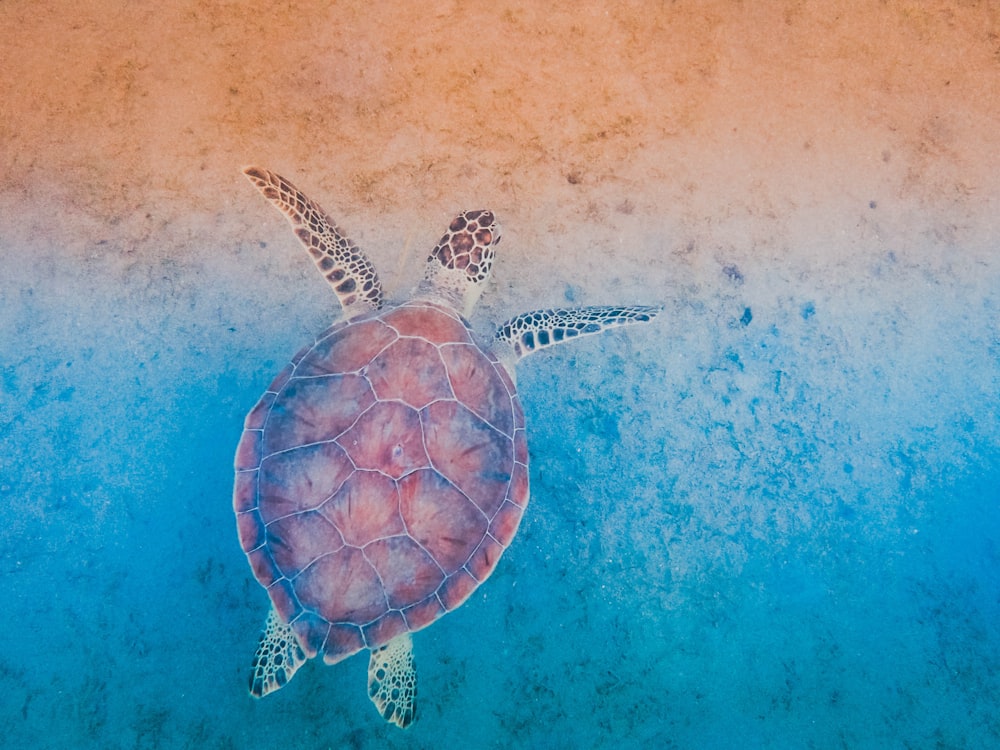 tartaruga marrone e nera sullo specchio d'acqua