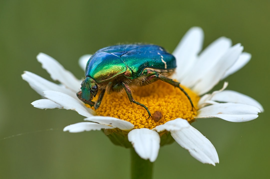 green beetle perched on white daisy in close up photography during daytime