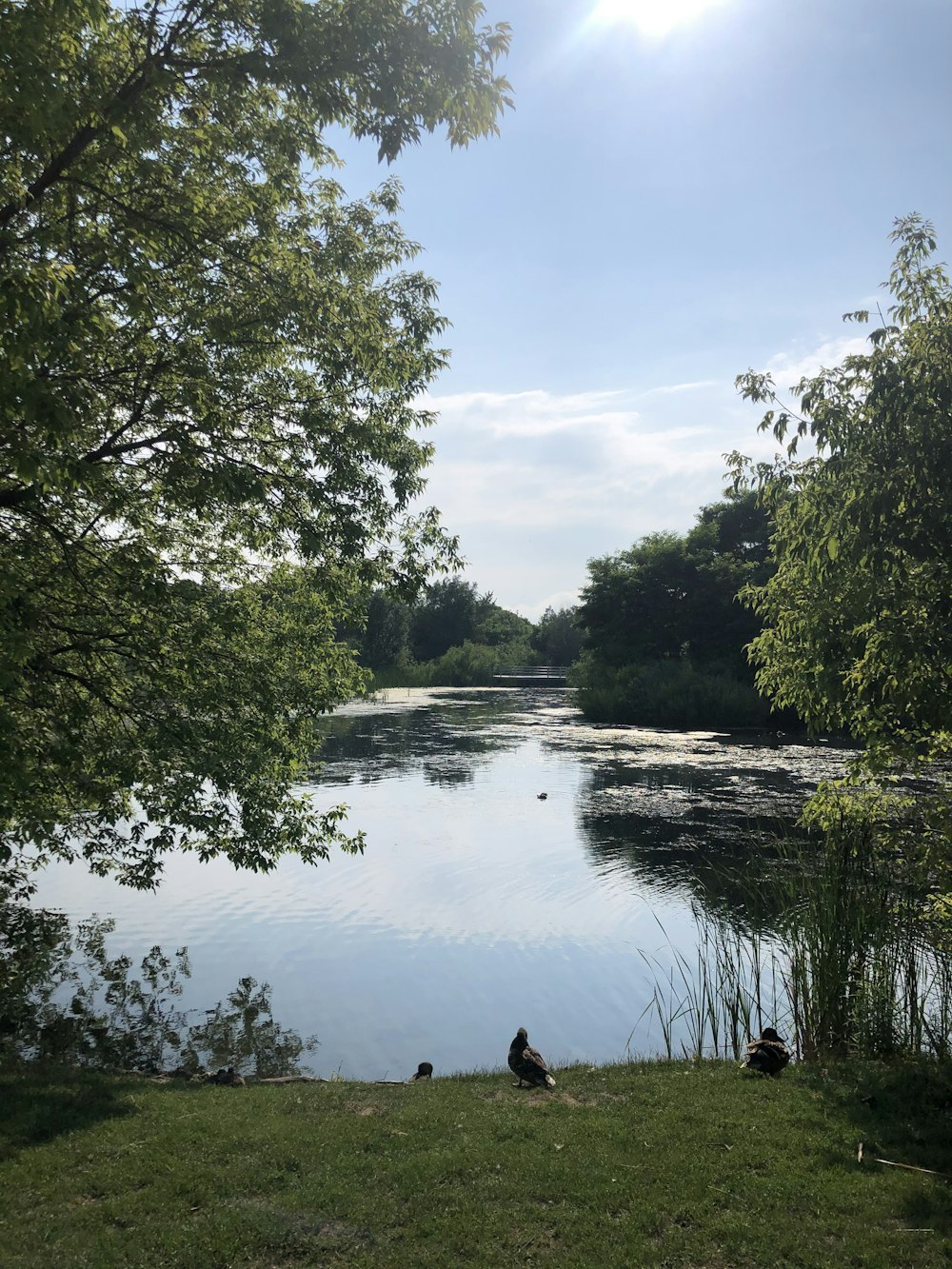 arbres verts au bord de la rivière sous le ciel bleu pendant la journée