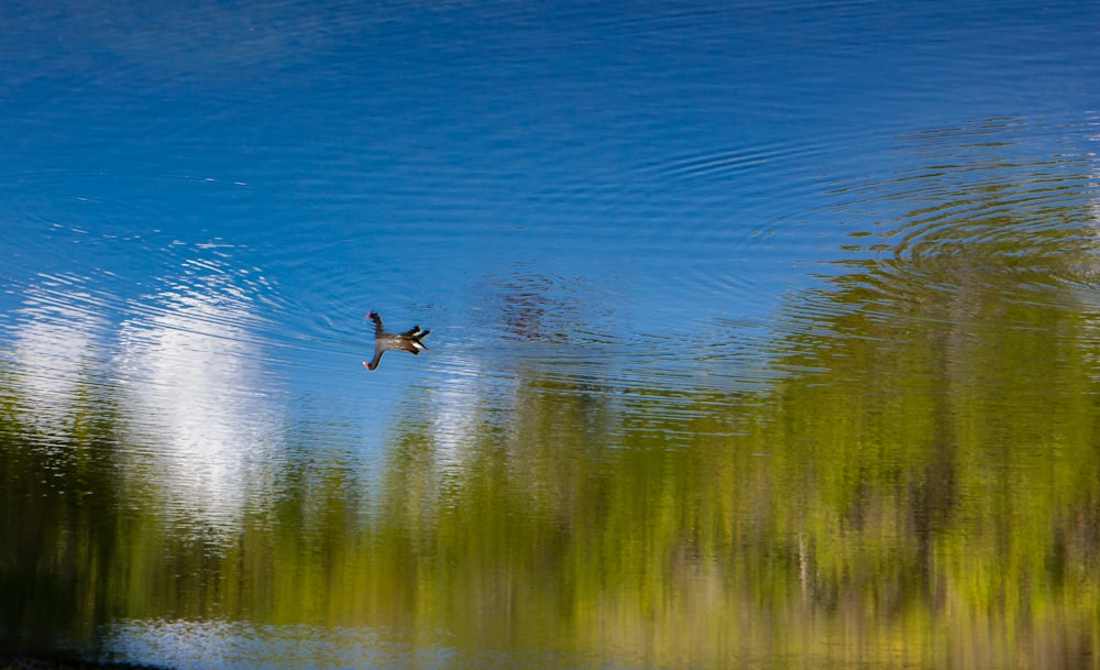 man in black shorts jumping into water