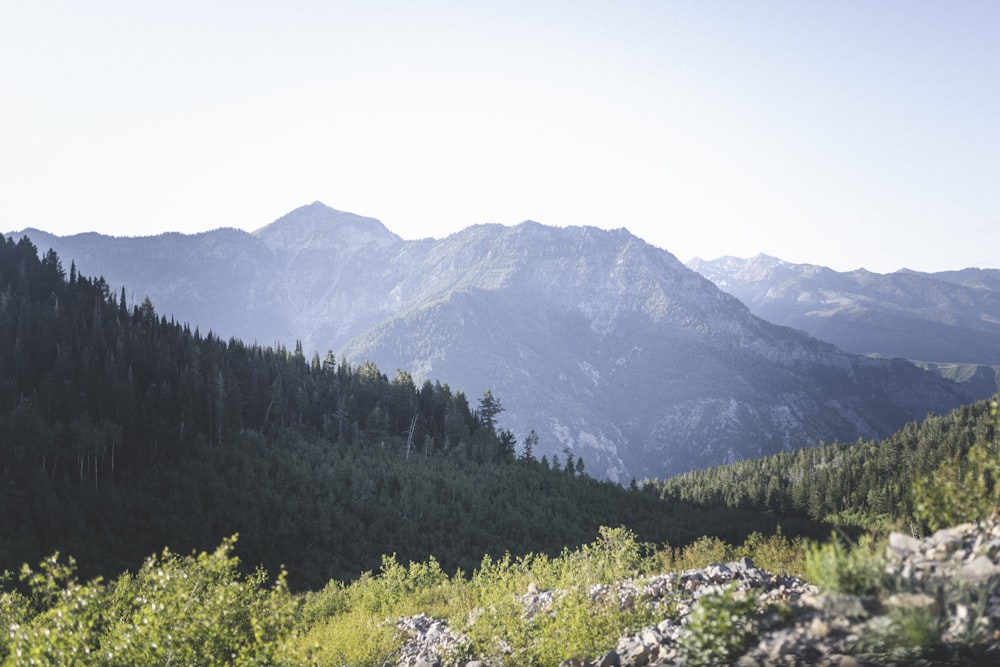 green trees and mountain during daytime