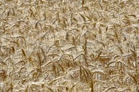 brown wheat field during daytime