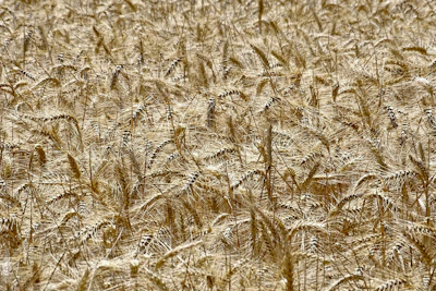 Close-up of golden wheat ready for harvest, symbolizing abundance and quality.
