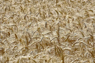 Close-up of golden wheat ready for harvest, symbolizing abundance and quality.
