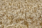 brown wheat field during daytime