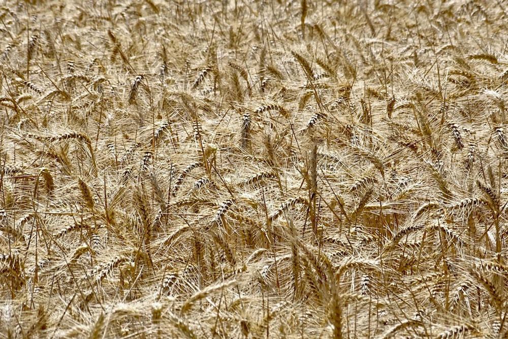 brown wheat field during daytime