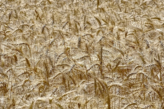 A dense field of golden wheat stretches across the image, with tightly packed stalks swaying gently. The wheat heads are mature and ready for harvest, creating a uniform sea of gold with hints of brown. The scene conveys a sense of abundance and natural beauty.