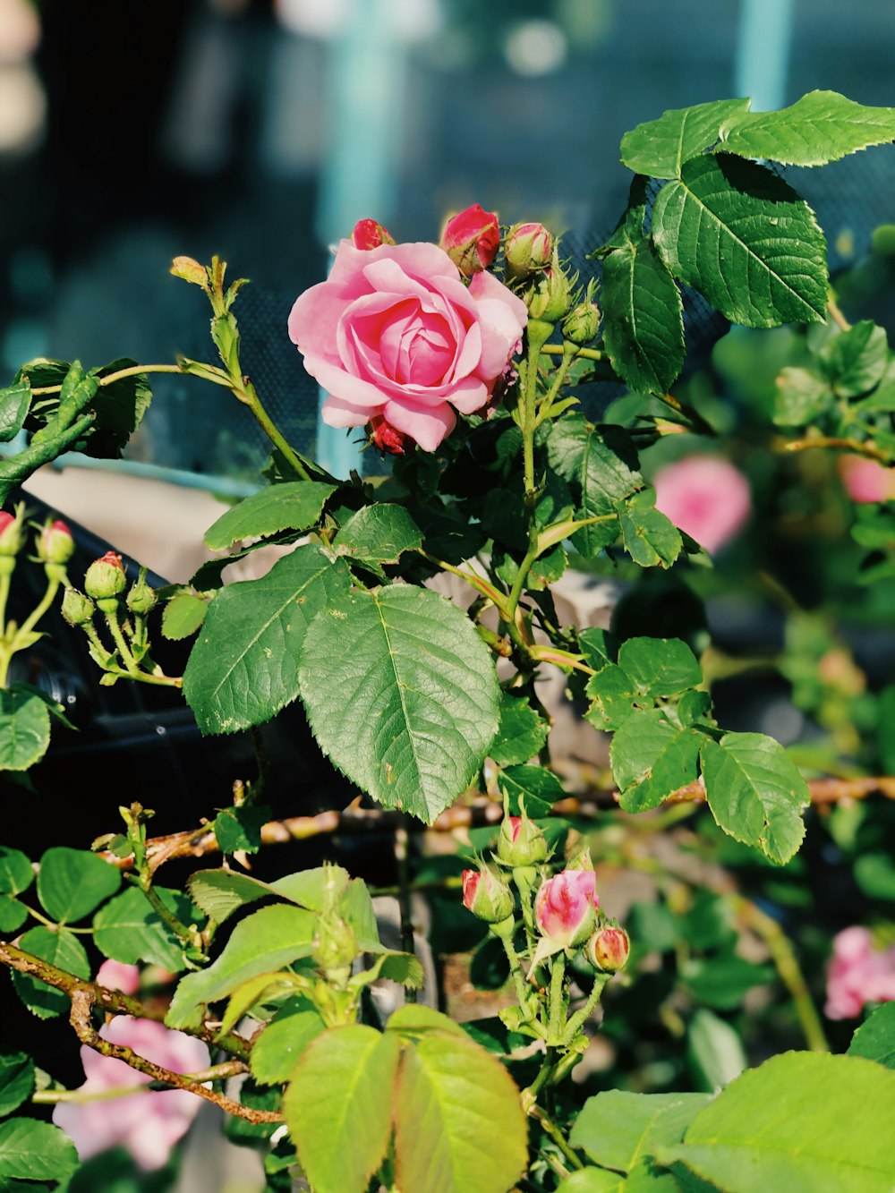 pink rose in bloom during daytime