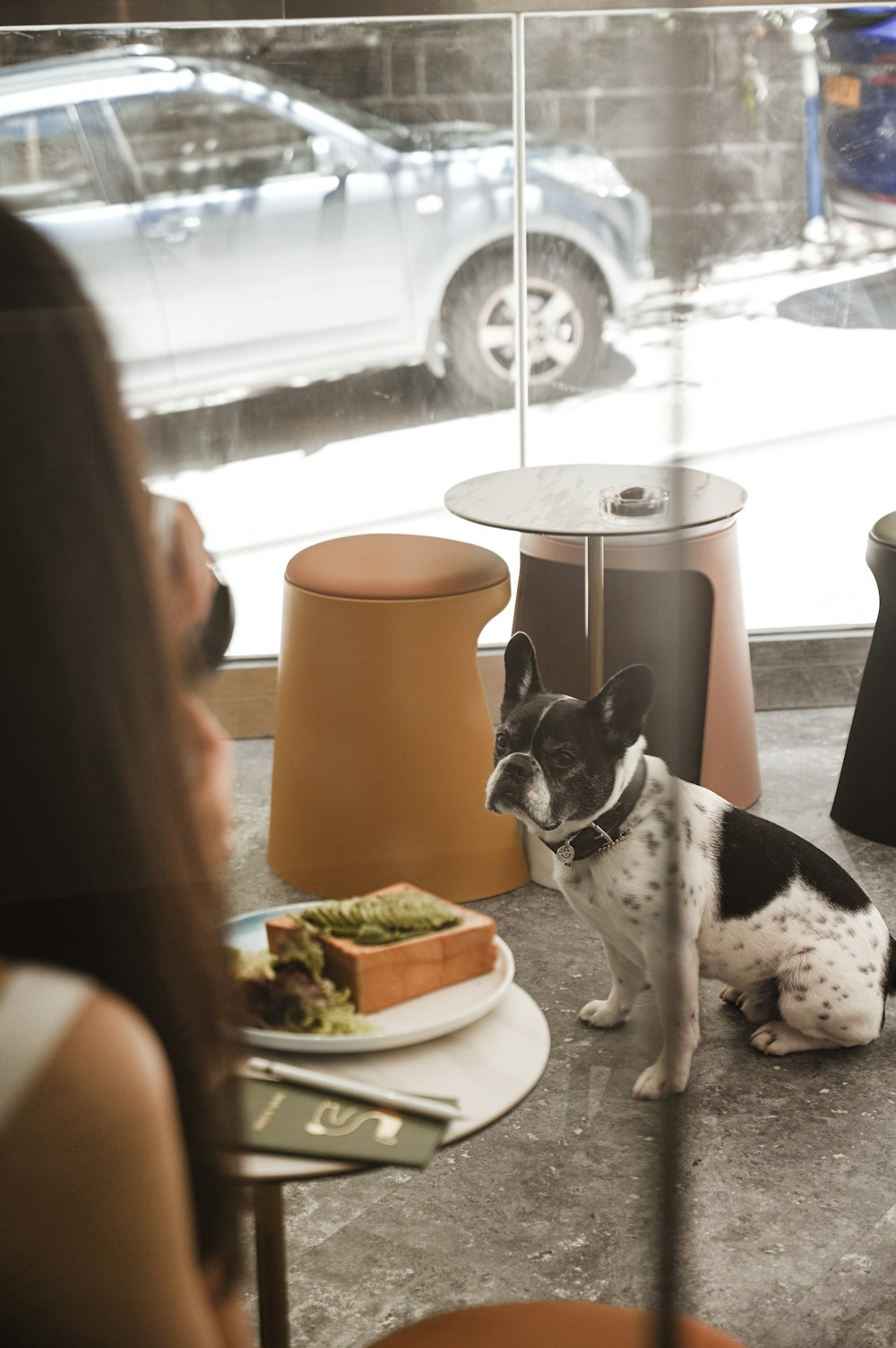 black and white short coated dog on white round table