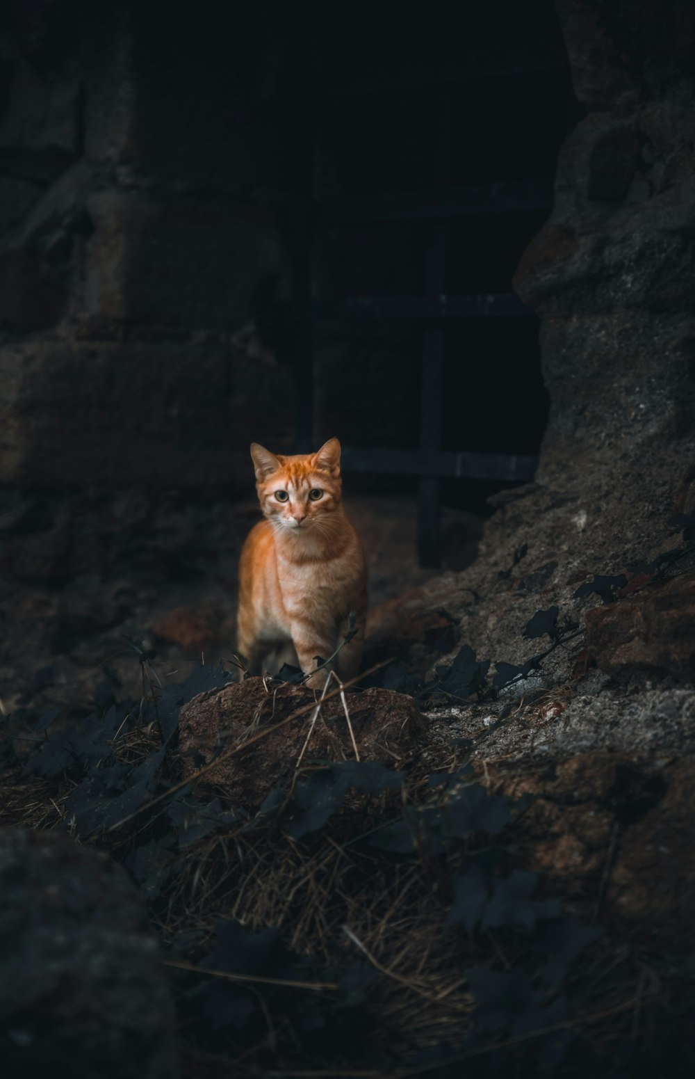 orange tabby cat on brown rock