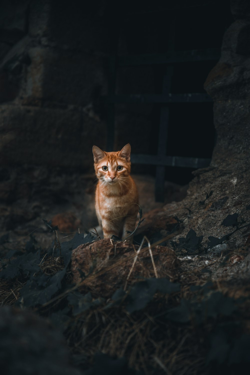 orange tabby cat on brown rock