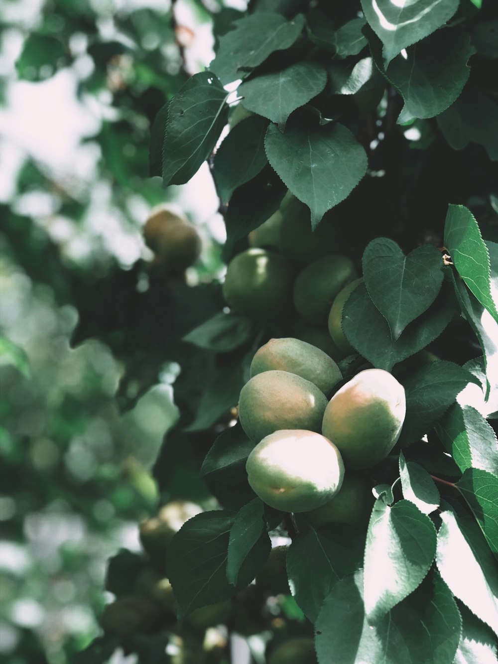 Frutos redondos verdes en el árbol durante el día