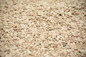 Premium Turkish Sesame Varieties for wholesalers and exporters