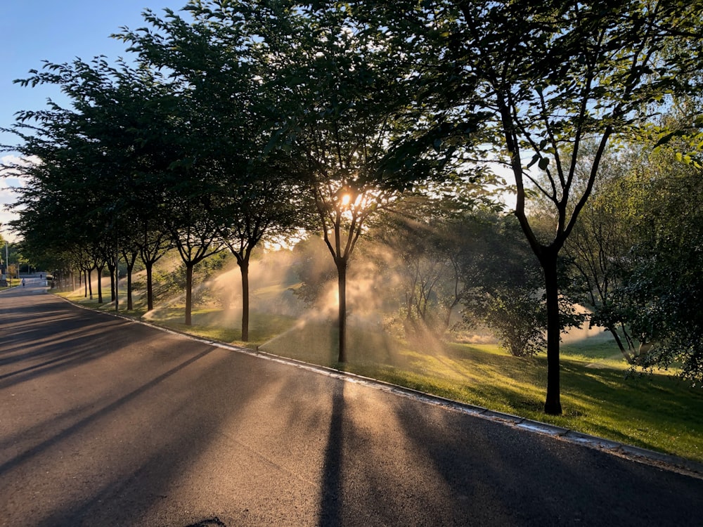 gray asphalt road between green trees during daytime