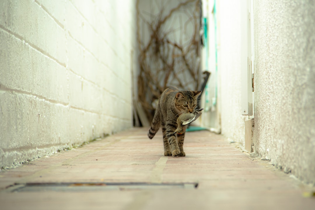 brown tabby cat walking on the street
