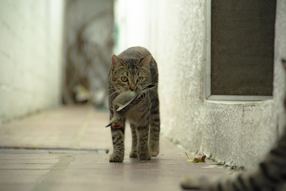 brown tabby cat on floor