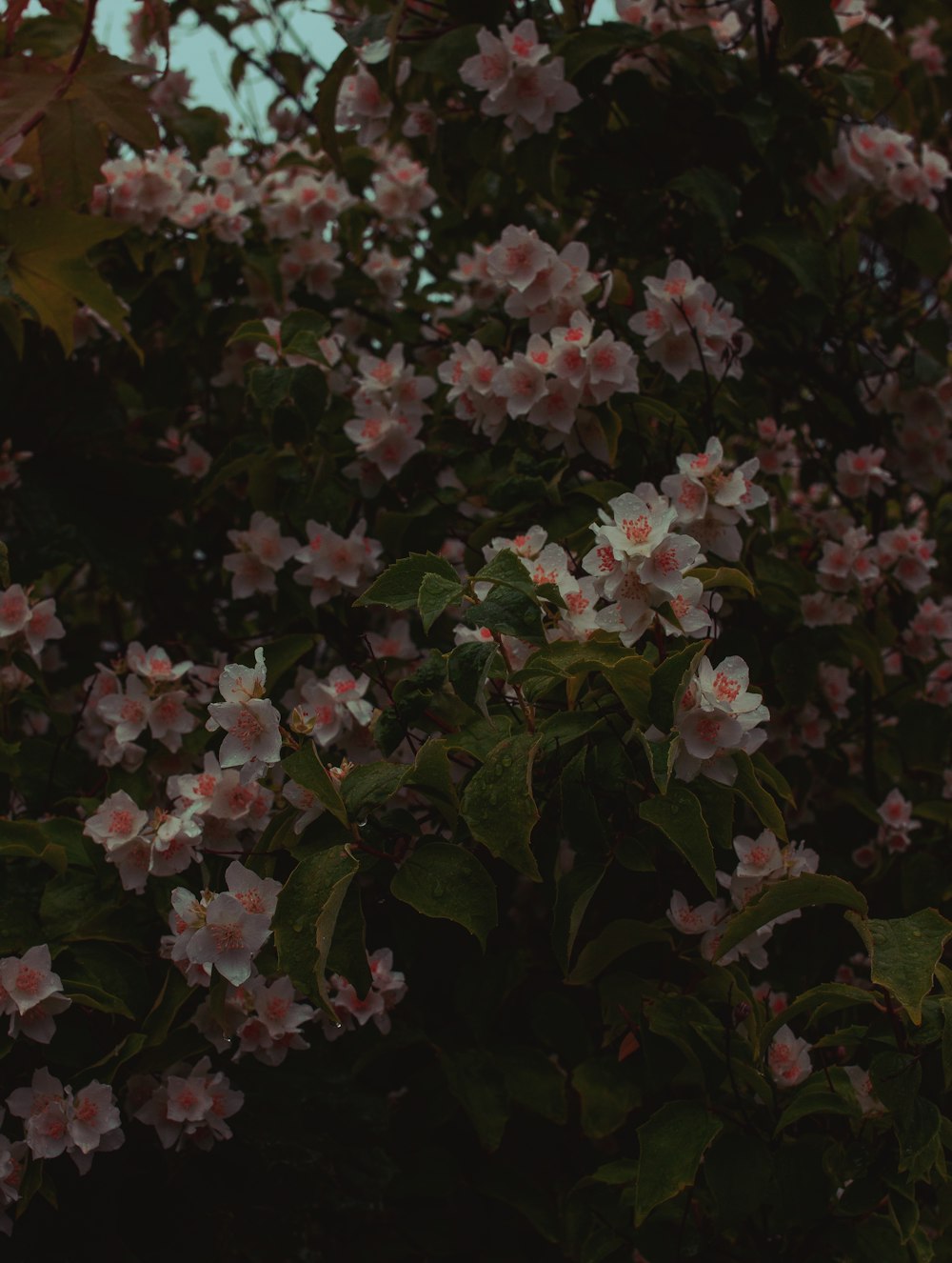 fiori rosa e bianchi con foglie verdi