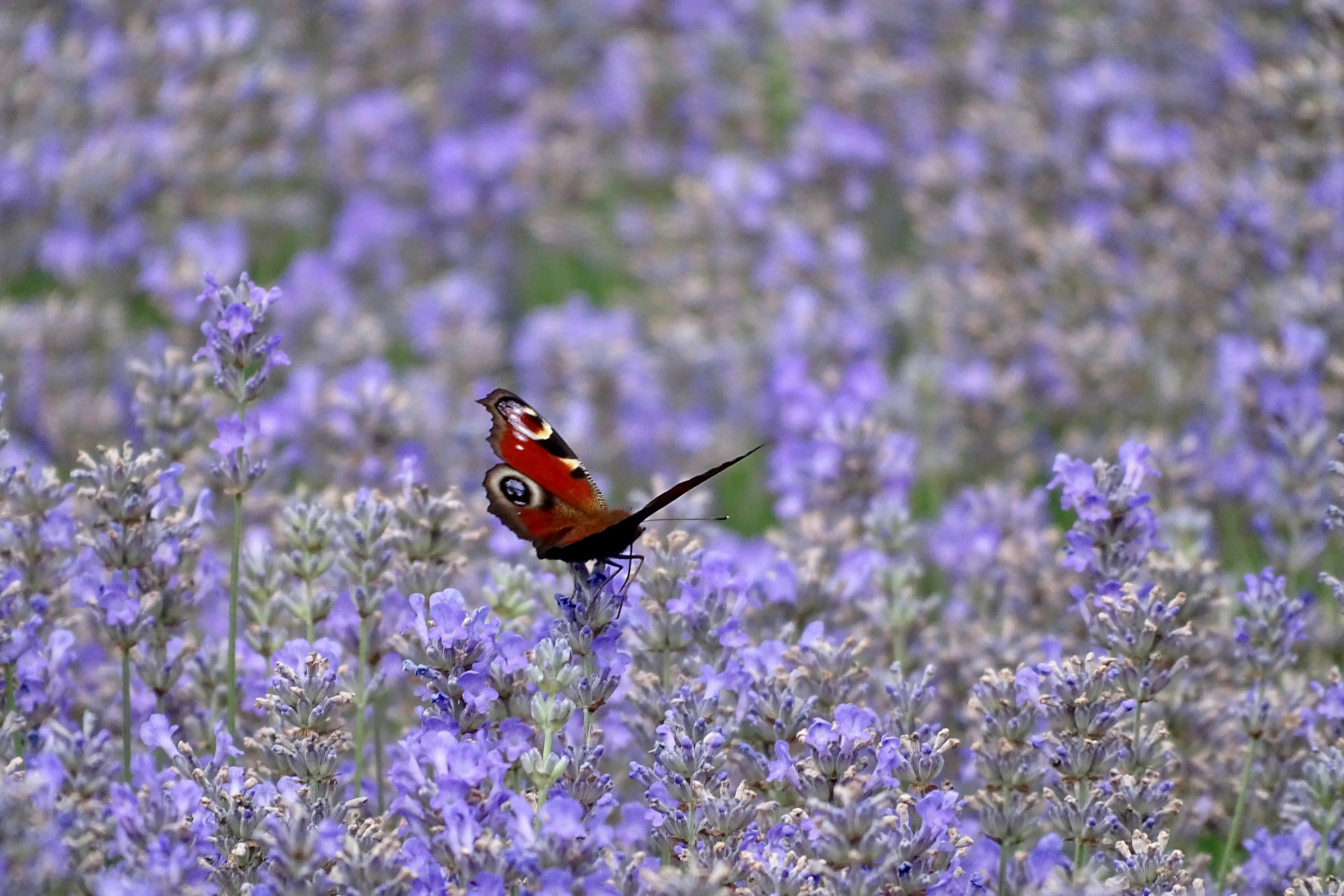 A garden full of lavender. The smell gorgeous at Mottisfont Gardens Romsey Hampshire. I love the contrasting colours of the Peacock Butterfly and the lavender. 