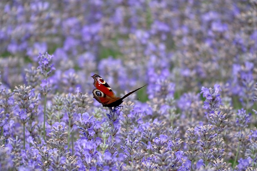 roter und weißer Vogel tagsüber auf grüner Pflanze