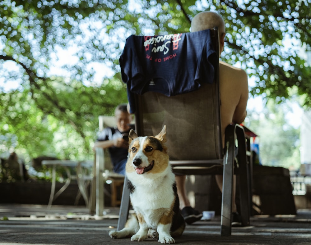 brown and white corgi sitting on brown chair