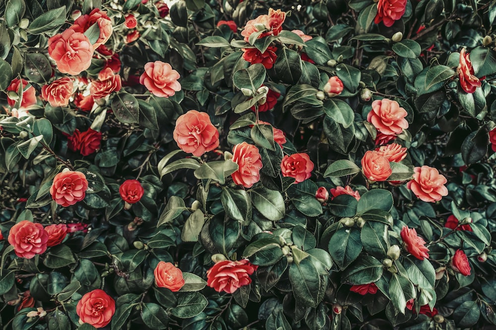 fleurs rouges avec des feuilles vertes