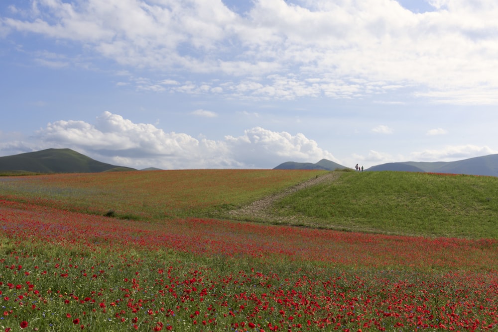 red flower field under white clouds during daytime