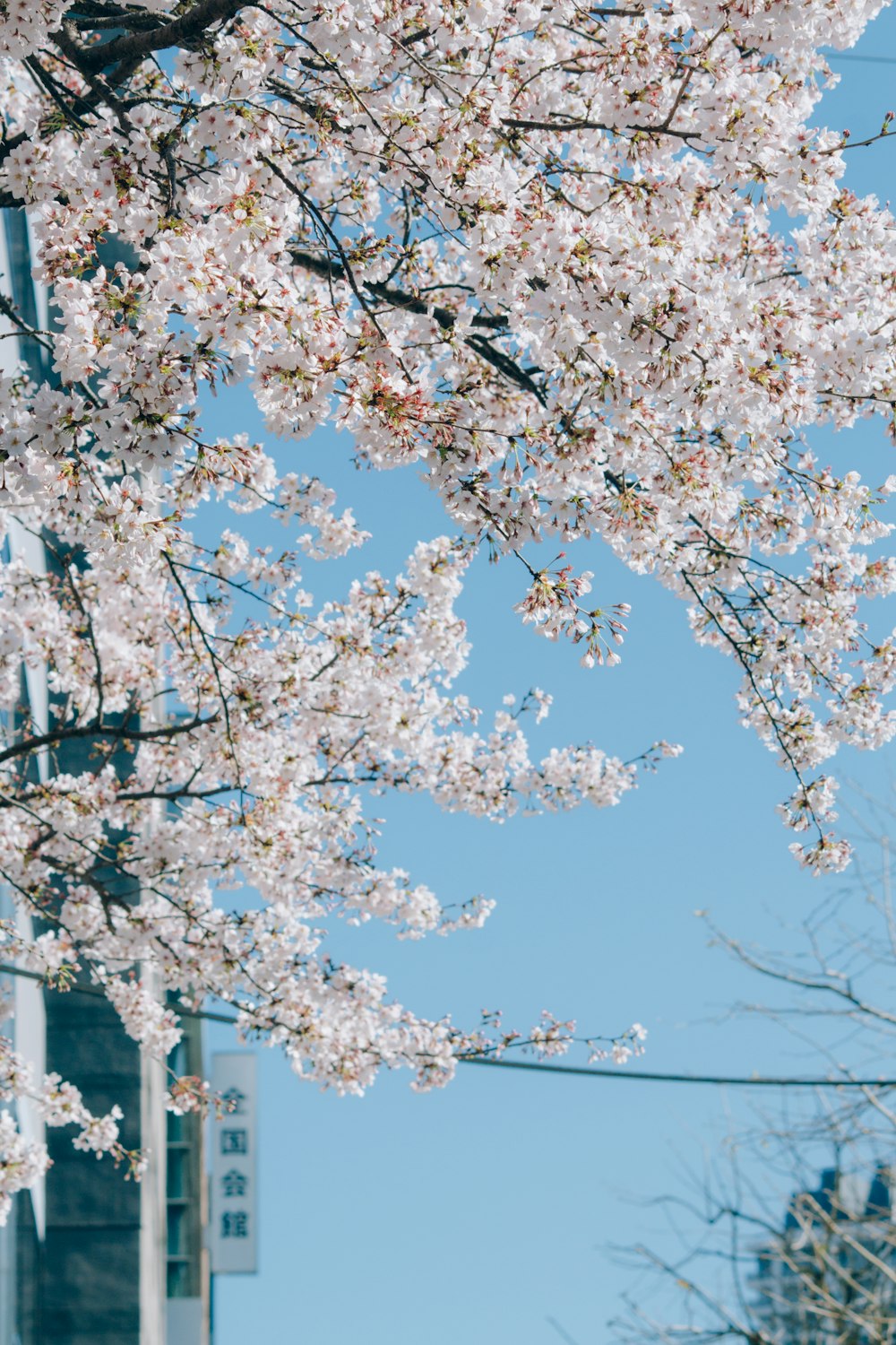 white cherry blossom tree during daytime