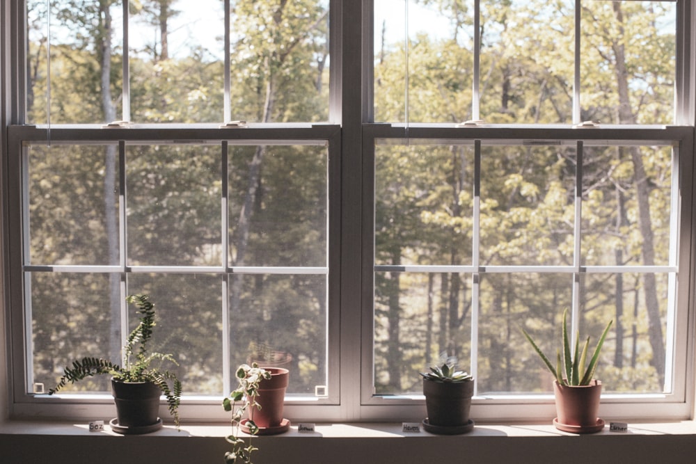 green potted plant near window