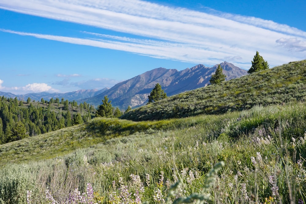 Lila Blumenfeld in der Nähe von Green Mountains unter blauem Himmel tagsüber