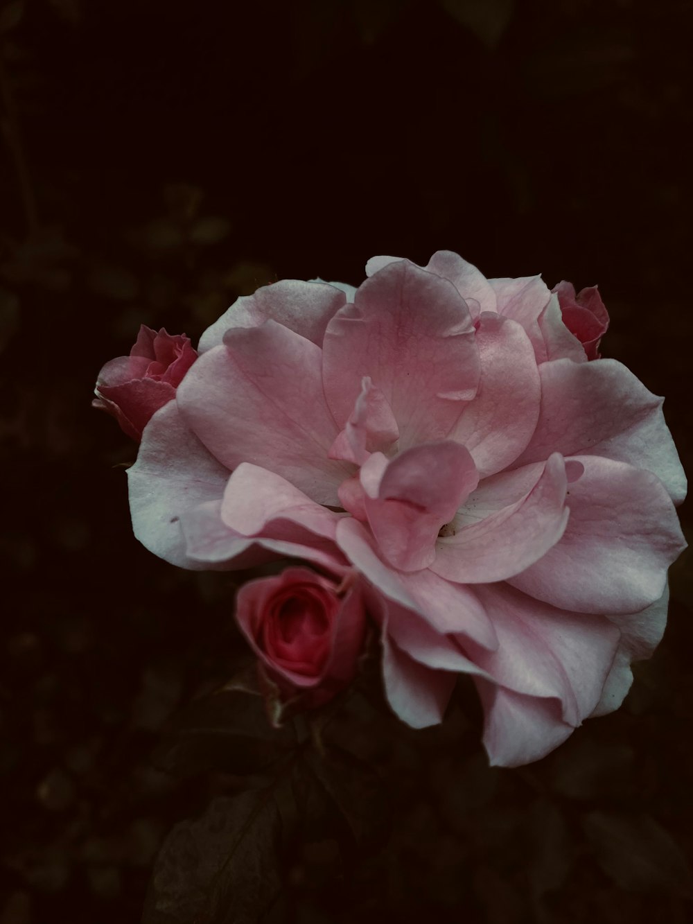 pink rose in bloom close up photo